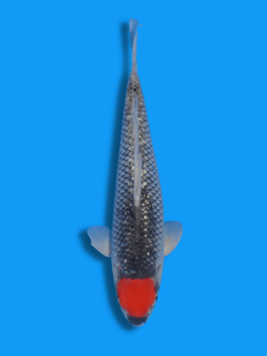 Ginrin Tancho Goshiki | Koi&Co.